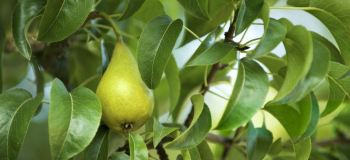چرا درخت گلابی تان میوه نمی دهد؟ ۵ اشتباه رایج باغبان ها
