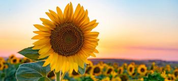 بهترین کود برای رشد آفتابگردان / کوددهی از کاشت تا برداشت