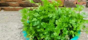 رشد گشنیز در خانه / آموزش کاشت گشنیز در گلدان تنها در ۵ روز