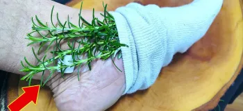 روشی طبیعی برای درمان واریس (معجزه رزماری و روغن زیتون)
