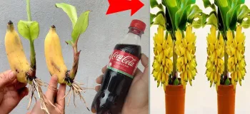 روشی ساده برای کاشت درخت موز با ۱ بطری نوشابه / در خانه درخت موز داشته باش