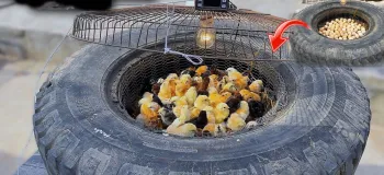 نحوه جوجه کشی در لاستیک قدیمی خودرو