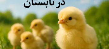 آموزش جوجه کشی در تابستان