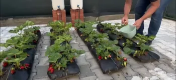 نحوه کاشت توت فرنگی بدون نیاز به باغچه و گلدان