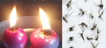 روش طبیعی برای دفع انواع پشه ها / تا سالها پشه نخواهید داشت