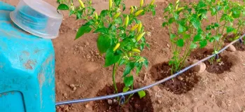 آبیاری گیاهان را متوقف کنید / روش ساخت آبیاری قطره ای خانگی و اتوماتیک
