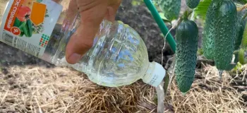 برداشت ۳ برابری خیار / ترفندی خاص برای پرورش و برداشت حداکثری از خیار