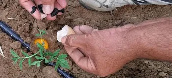 آموزش کامل کاشت گوجه فرنگی با تخم مرغ در گلدان