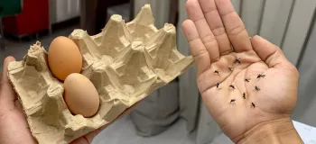 روشی ساده و طبیعی برای از بین بردن پشه کوره و حشرات موذی