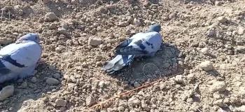 ساخت تله کبوتر وحشی با نخ و قلاب