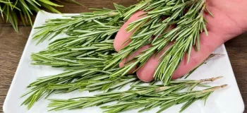 طرز تهیه غذایی خوشمزه و مجلسی با رزماری / افراد کمی رزماری را به این روش تهیه می کنند!