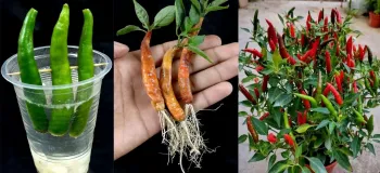 پرورش فلفل سبز تند / نحوه کاشت فلفل سبز فقط با یک لیوان آب