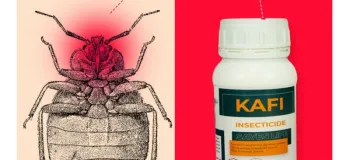 قوی ترین سم ساس دیجی کالا + نکات مهم سمپاشی ساس منزل