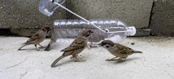 با این ۳ تله ساده پرنده ها رو مثل آب خوردن شکار کن