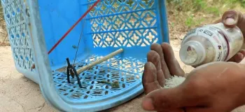 نحوه ساخت تله پرنده زنده گیر با یک سبد پلاستیکی