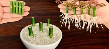آموزش سریع ترین روش تکثیر گل رز / با ۱ شاخه گل رز باغچه گل داشته باش