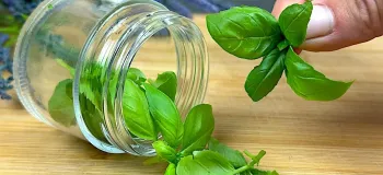 درمان قطعی ریزش و رشد مجدد مو / برای رشد سریع مو امتحان کنید