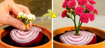 نحوه رشد و تکثیر گل چیده شده / نکات و ترفندهای باغبانی برای مبتدیان