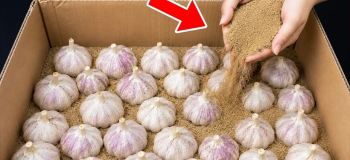 بهترین روش نگهداری سیر بدون پوک و له شدن