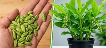 آموزش قدم به قدم کاشت و پرورش هل در خانه از بذر تا باردهی