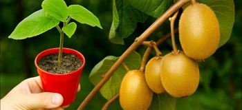 آموزش کامل کاشت درخت کیوی در گلدان با ۱ عدد کیوی