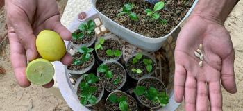 نحوه کاشت هسته لیمو در گلدان و رازهای رشد سریع آن