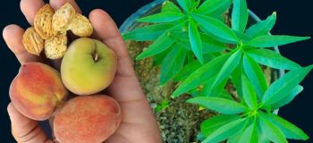 آموزش کاشت هسته هلو و رازهای تبدیل آن به درخت بارور در حیاط و بالکن
