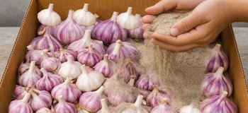 بهترین روش نگهداری از سیر برای پوک و خراب نشدن