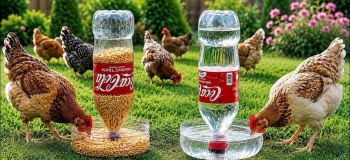 نحوه ساخت دانخوری اتوماتیک مرغ با بطری نوشابه در ۵ دقیقه