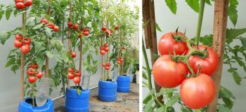 دیگه گوجه گرون نخرید / نحوه کاشت گوجه فرنگی درشت در تراس