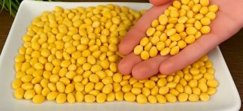 طرز تهیه غذایی خوشمزه و متفاوت با لپه و رب انار