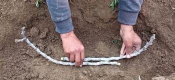 آموزش گام به گام قلمه زدن انجیر با بالاترین درصد ریشه زایی
