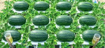 راهنمای کامل کاشت هندوانه شیرین و بزرگ در بالکن و پشت بام