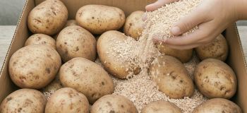 بهترین روش نگهداری از سیب زمینی برای جلوگیری از سبز شدن و جوانه زدن