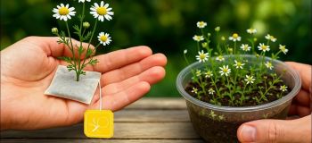 آموزش صفر تا صد کاشت بابونه در خانه با چای کیسه ای