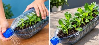 ترفندهای هوشمندانه باغبانی در خانه و تراس برای پرورش آسان سبزیجات