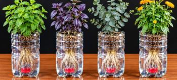 ترفند آبیاری خودکار و قطره ای گل های آپارتمانی با بطری نوشابه