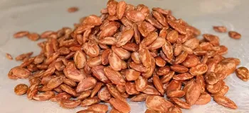 خواص باورنکردنی تخمه ژاپنی + نحوه شکستن صحیح