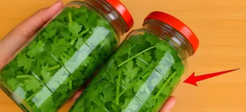 چگونه گشنیز را به مدت یک سال بدون خراب شدن نگهداری کنیم؟