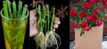 چگونه درخت گل رز را از شاخه در آب پرورش دهیم (تکنیک های جدید)
