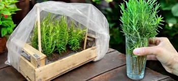 چگونه می توان رزماری را به راحتی تکثیر کرد و آن را برای همیشه داشته باشیم؟