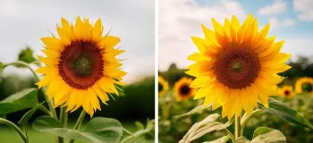 چطور بفهمیم یک عکس با هوش مصنوعی ساخته شده یا نه ؟