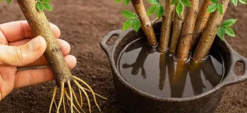 بهترین تکنیک برای ریشه دار کردن هر شاخه