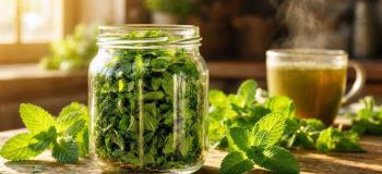 روش اصولی خشک کردن نعناع بدون سیاه شدن و با حفظ عطر و رنگ
