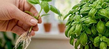 «آموزش پرورش ریحان از یک قلمه؛ ساده ترین روش برای داشتن ریحان همیشه تازه »