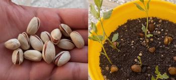 آموزش کاشت پسته در گلدان با مغز پسته ؛ روشی ۱۰۰٪ تضمینی