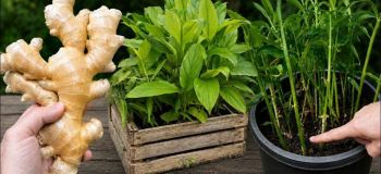 آموزش کاشت زنجبیل در خانه؛ دو روش ساده در فضای کم