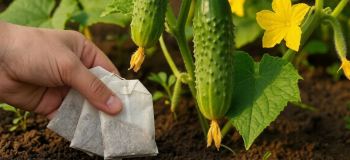 تریفند طلایی برای نجات گیاه و میوه ها ؛ هر سال استفاده کن!