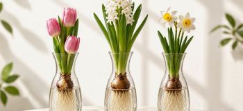 پیاز گل هایی که می توانید به راحتی در آب پرروش دهید