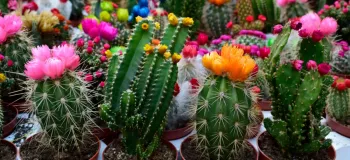 چه زمانی کاکتوس گل می دهد ؟